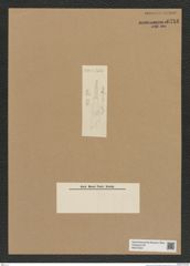 Diatomeae indet. Zeichnungen Sammlung Grunow Nr. 6716 (NHMW-BOT-W0375524)